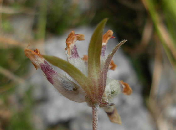 Cerco foto infruttescenza di Anthyllis